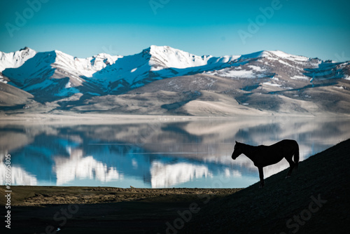 horse in Kyrgyzstan mountains