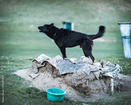 Rural black dog