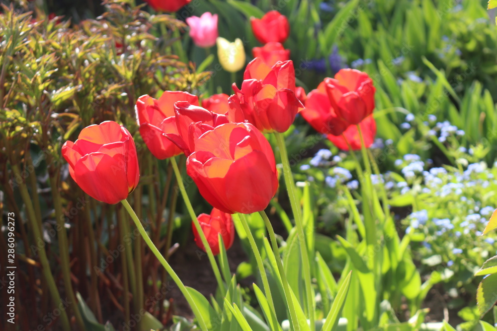 Obraz premium W wiosennym ogrodzie kwitną kolorowe tulipany