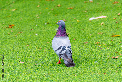 Beautiful grey doveon on the green grass