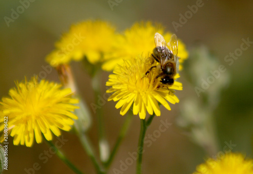 BEE IN A YELLOW FLOWER