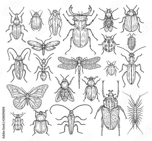 Insects hand drawn. Butterfly, beetle and fly, ant. Dragonfly, ladybug and bee, lice and cockroach. Retro sketch engraving vector set. Illustraion of insect bee and dragonfly, butterfly and ant