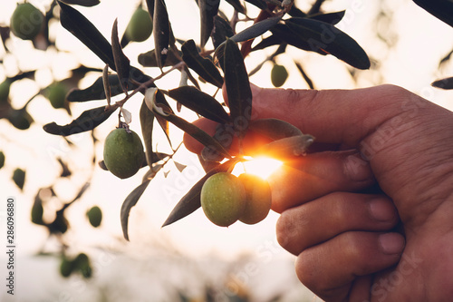 Olive branch in farmer's ha...