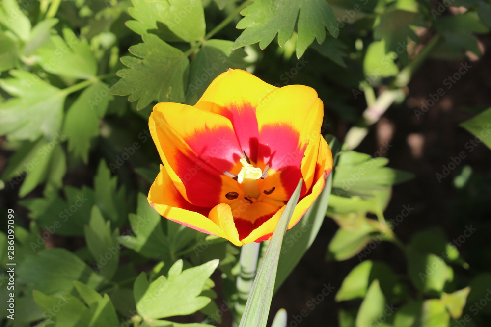 Colorful tulips bloom in the spring garden Colorful tulips bloom in the spring garden