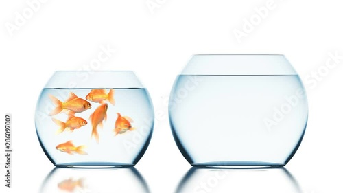 Brave Goldfish Jumps into the Bigger and Uninhabited Aquarium, Beautiful 3d Animation on a White Background with a Blurred Reflection, 4K Ultra HD 3840x2160 photo