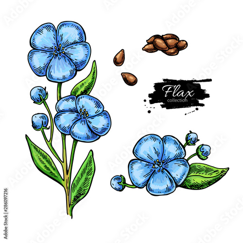Flax flower and seed vector superfood drawing set.