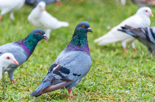 Beautiful grey doveon on the green grass