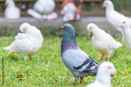 Beautiful grey doveon on the green grass