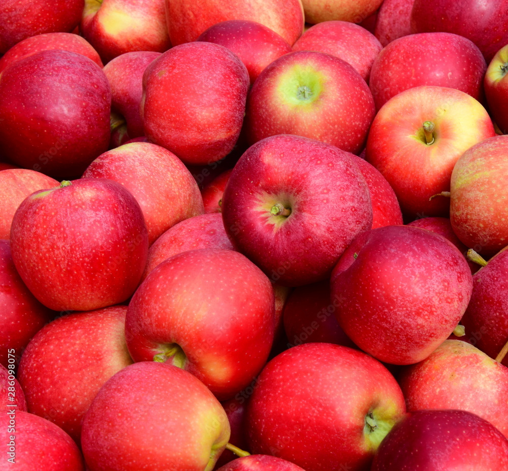 Viele rote reife Äpfel - Apfelernte - Erntezeit in Südtirol Viele rote reife Äpfel - Apfelernte - Erntezeit in Südtirol