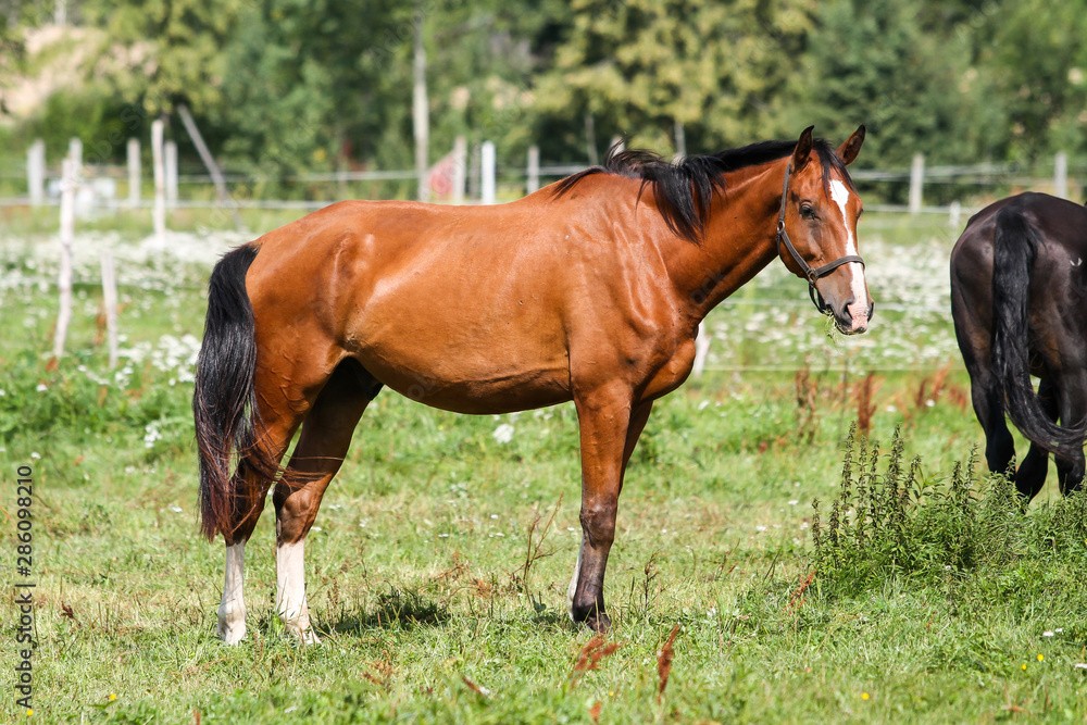 Beautiful Latvia countryside view of a small horse animal farm in a deep countryside small city. Beautiful Latvia countryside view of a small horse animal farm in a deep countryside small city.