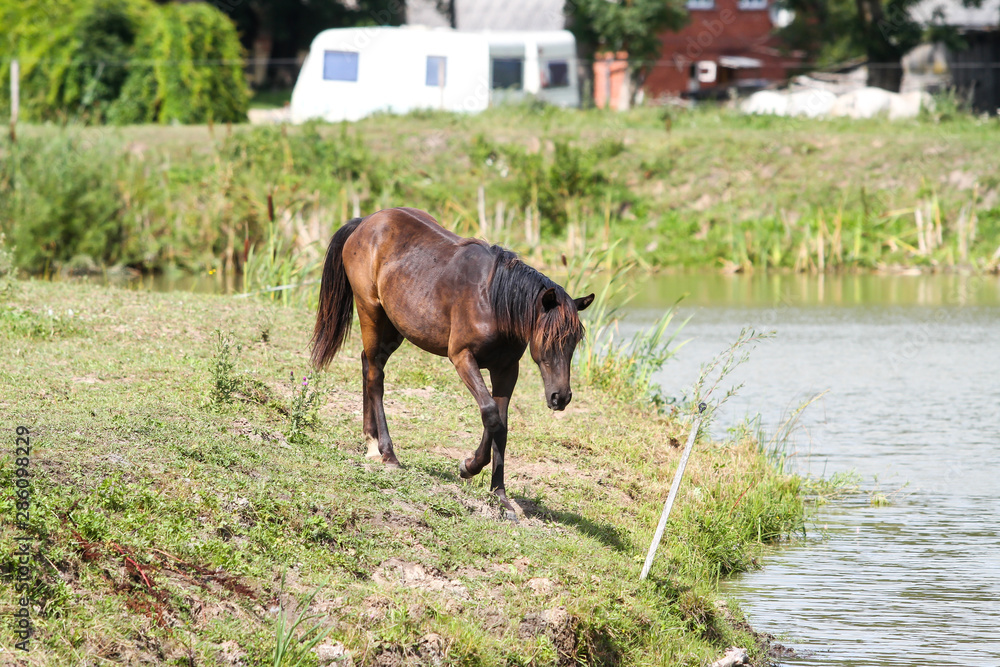 Fototapeta premium Beautiful Latvia countryside view of a small horse animal farm in a deep countryside small city.