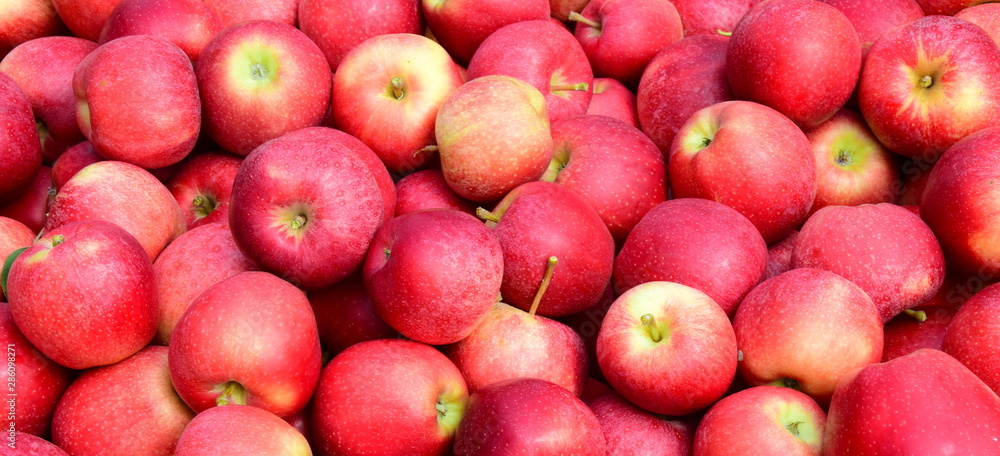 Viele rote reife Äpfel - Apfelernte - Erntezeit in Südtirol Viele rote reife Äpfel - Apfelernte - Erntezeit in Südtirol