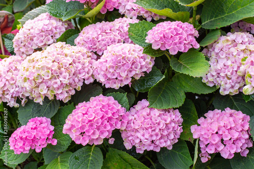 Flowering bush Hydrangea macrophylla bright pink background wallpaper Flowering bush Hydrangea macrophylla bright pink background wallpaper