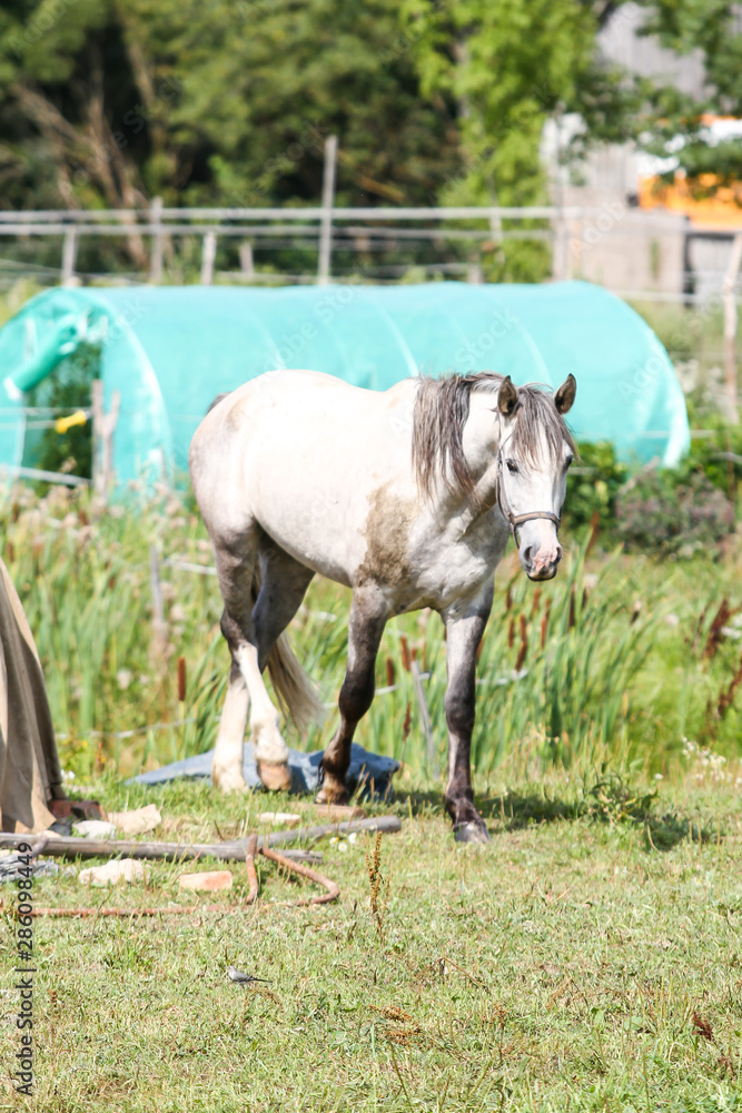 Obraz premium Beautiful Latvia countryside view of a small horse animal farm in a deep countryside small city.