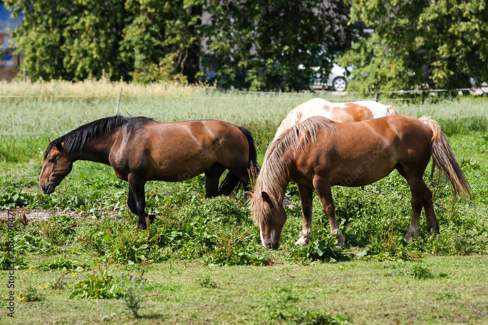 Beautiful Latvia countryside view of a small horse animal farm in a deep countryside small city. Beautiful Latvia countryside view of a small horse animal farm in a deep countryside small city.