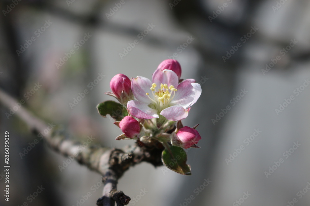 Pink flowers bloom on an apple tree in spring. Pink flowers bloom on an apple tree in spring.