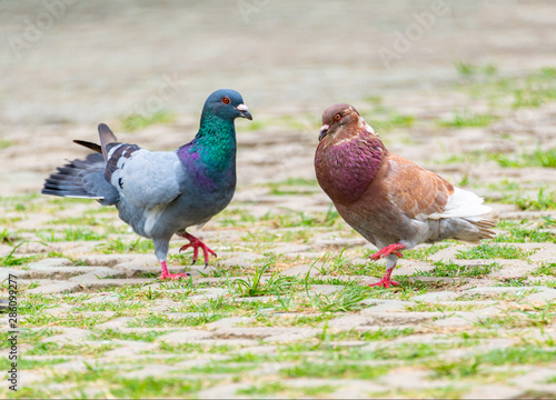 Beautiful grey doveon on the green grass
