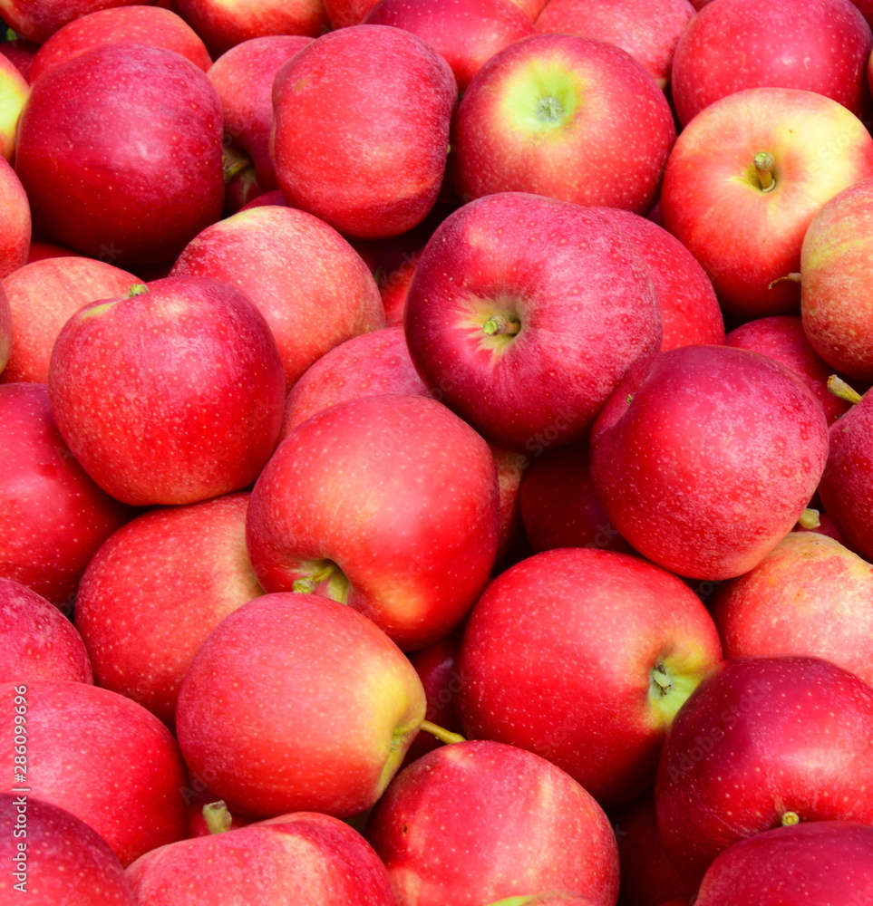 Apfelbaum - Äpfel - Apfelernte - Hintergrund und Textur Apfelbaum - Äpfel - Apfelernte - Hintergrund und Textur