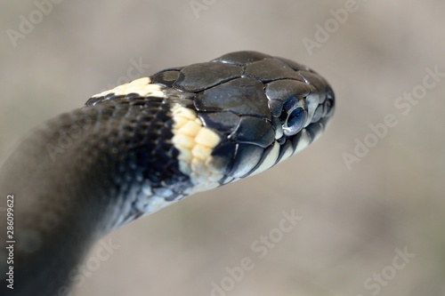 grass snake close-up photo