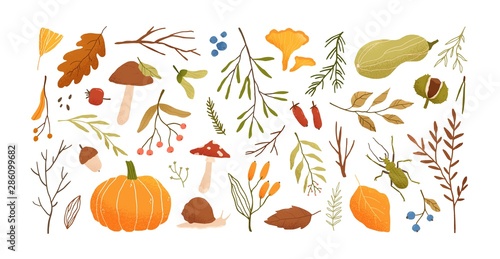 Autumn set. Collection of hand drawn fallen leaves, vegetables, berries, acorns, forest mushrooms, tree branches isolated on white background. Elegant seasonal vector illustration in realistic style.