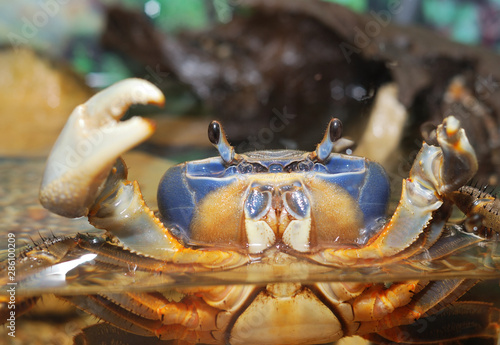 Rainbow crab Cardisoma armatum closeup in an aquarium photo