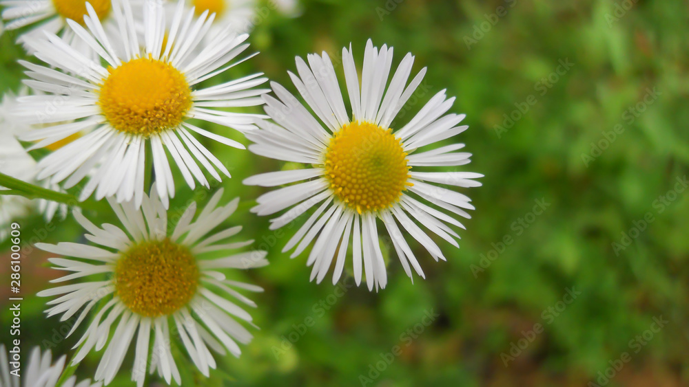 Obraz premium Erigeron annuus L. Pers. wildflowers white flowers similar to daisies