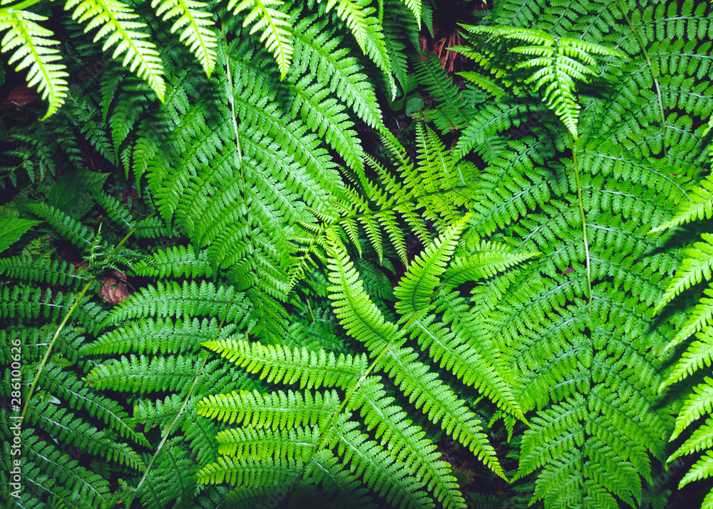 sfondo foglie verdi di felce