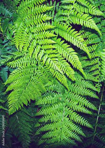 foglie di felce sfondo forestaa tropicale
