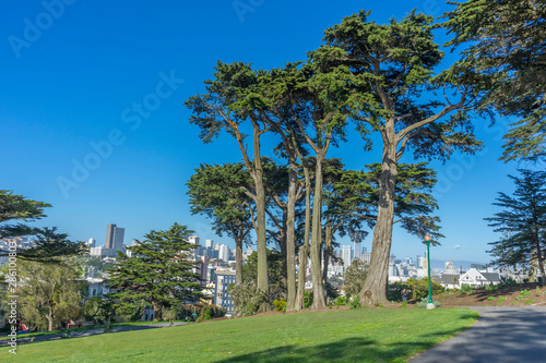 Day view of lush green tree at Alamos Square in San Francisco, CA 