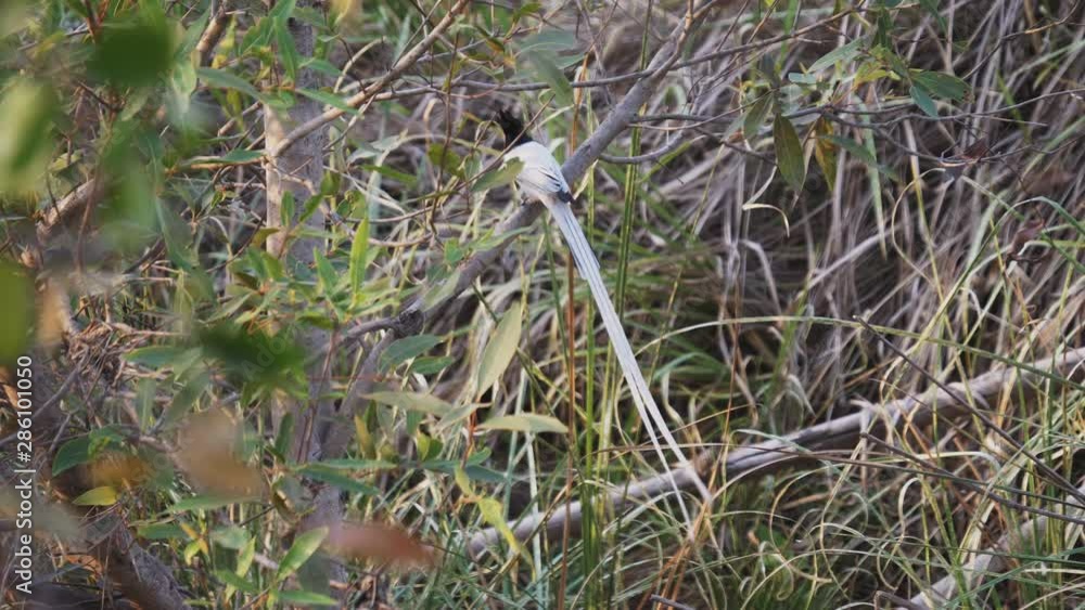 an asian paradise flycatcher bird at tadoba andhari tiger reserve in india- 4K 60p an asian paradise flycatcher bird at tadoba andhari tiger reserve in india- 4K 60p