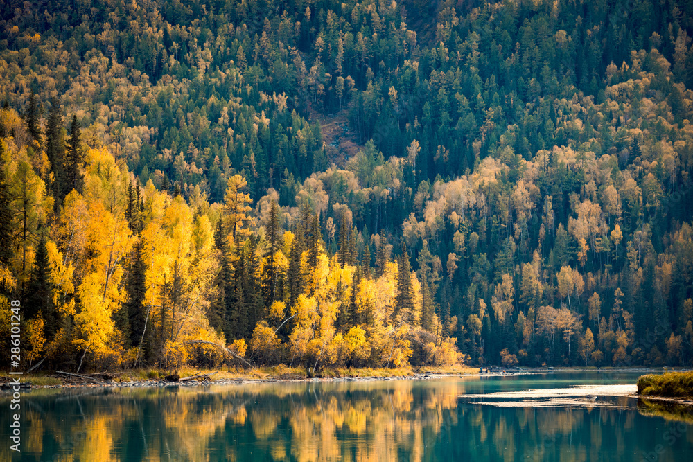 Xinjiang Kanas River autumn scenery Xinjiang Kanas River autumn scenery