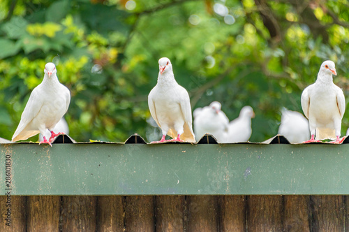 A group of beautiful pigeons in the safari park.