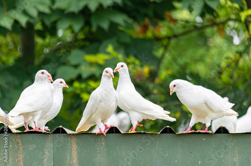 A group of beautiful pigeons in the safari park.