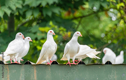 A group of beautiful pigeons in the safari park.