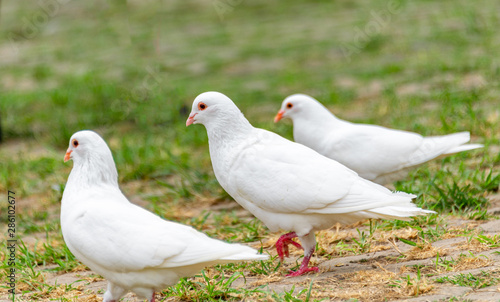 A group of beautiful pigeons in the safari park.