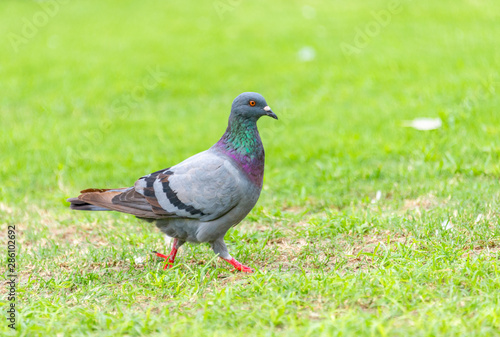 Beautiful grey doveon on the green grass