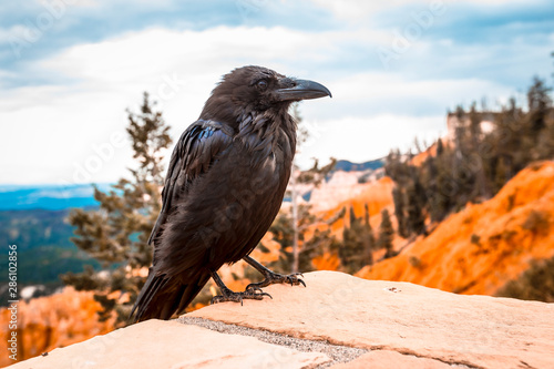 A black vulture looking to the right in Bryce National Park. Utah, United States