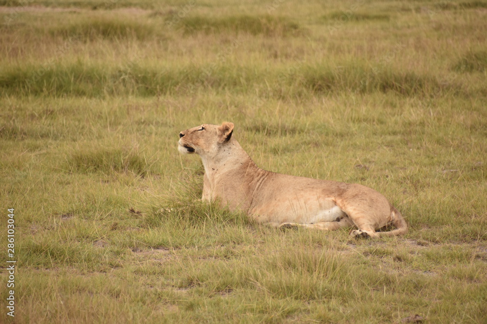 Lioness Resting in Grass 3, Amboseli, Kenya Lioness Resting in Grass 3, Amboseli, Kenya