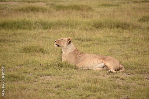 Fototapeta Naklejka Na Ścianę i Meble -  Lioness Resting in Grass 3, Amboseli, Kenya