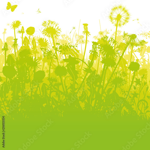 Löwenzahn in einem überwucherten Garten 