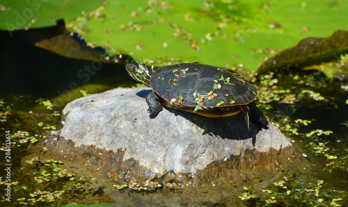 The northern map turtle (Graptemys geographica), or common map turtle is an aquatic turtle in the family Emydidae. It is endemic to North America. This turtle is kept as a pet. photo