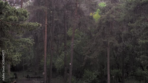 Rain in the forest