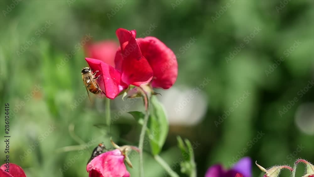 a bee forages a red flower a bee forages a red flower