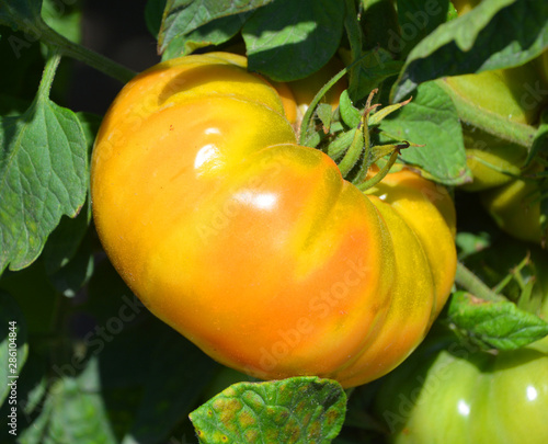 Margold tomatoes preserves the look and flavor of the red-streaked yellow heirlooms, while improving upon disease resistance and yield. photo