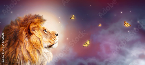 African lion and night savannah in Africa. Moonlight landscape with flying butterflies, king of animals. Proud dreaming fantasy lion in savanna looking on stars. Majestic dramatic starry sky banner. © julia_arda