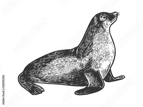 Sea lion seal animal sketch engraving vector illustration. Scratch board style imitation. Black and white hand drawn image.