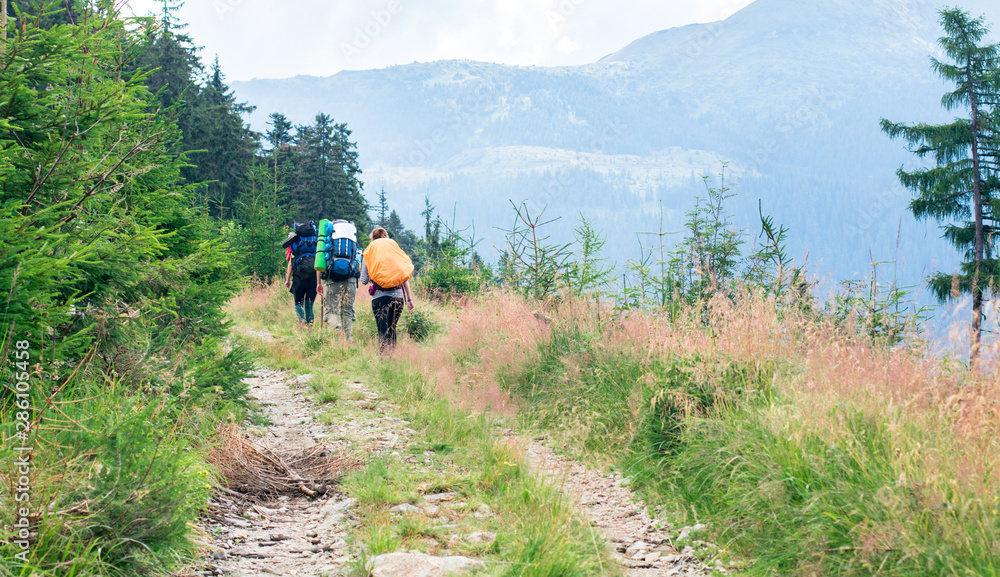 Fototapeta premium three unrecognizable female hikers on the mountain trail in the spruce forest