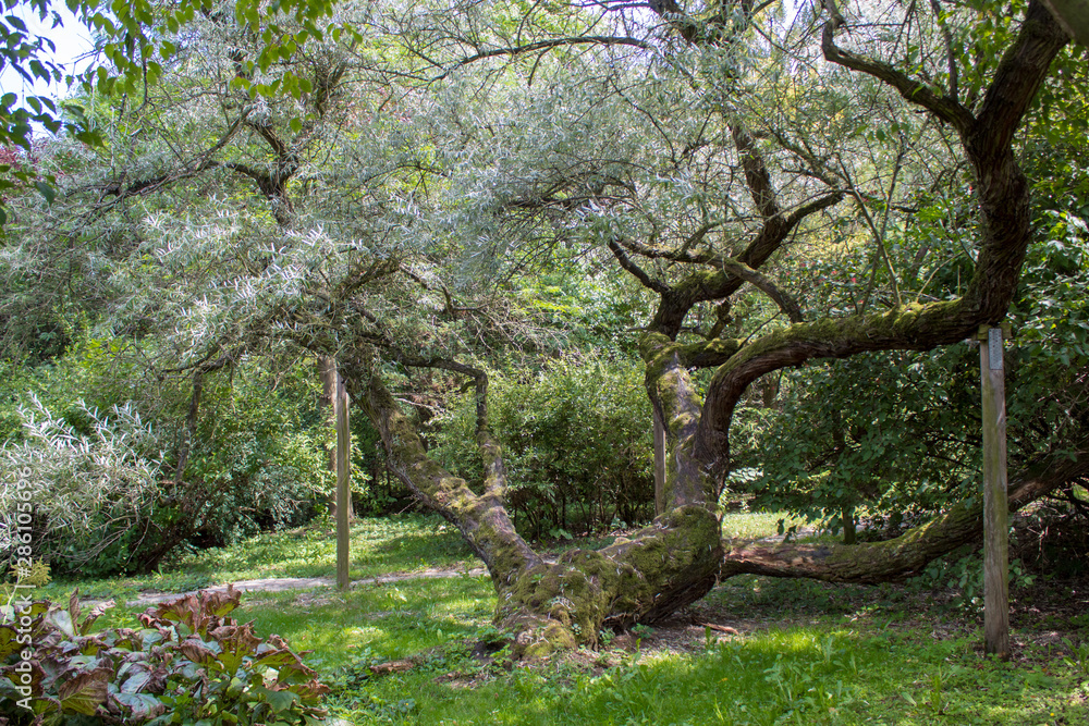 A very old narrow-leaved olive tree in a Polish botanical garden. A very old narrow-leaved olive tree in a Polish botanical garden.