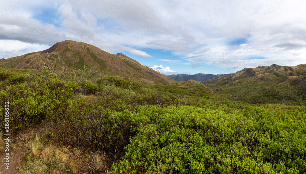Fototapeta premium Spring Denali Landscape