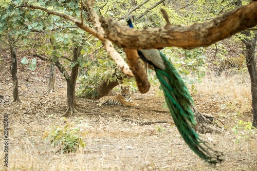 Wild Bengal Tiger (Panthera Tigris Tigris) having rest during hot day under tree in its natural habitat and observing peacock on branch.Ranthambore National Park, Rajasthan, India, endangered species
